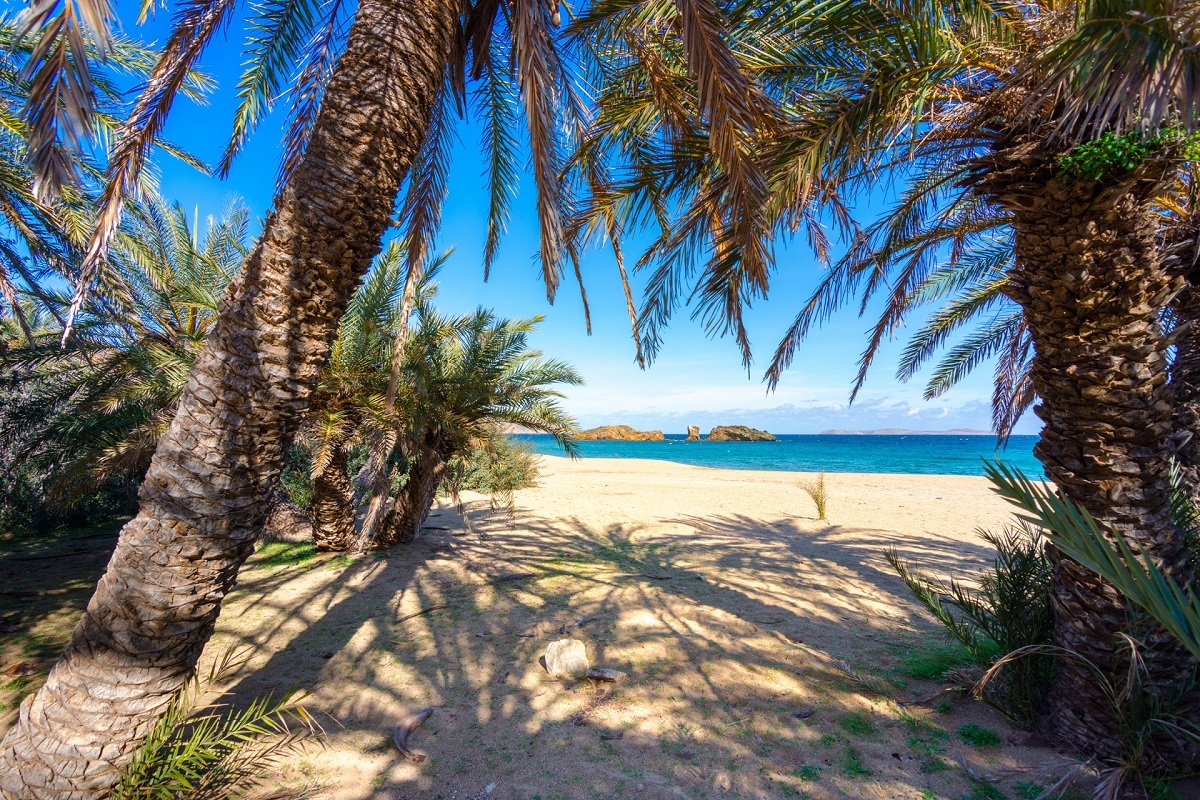 Exploring the Hidden Paradise of Crete: The Palm Forest of Vai