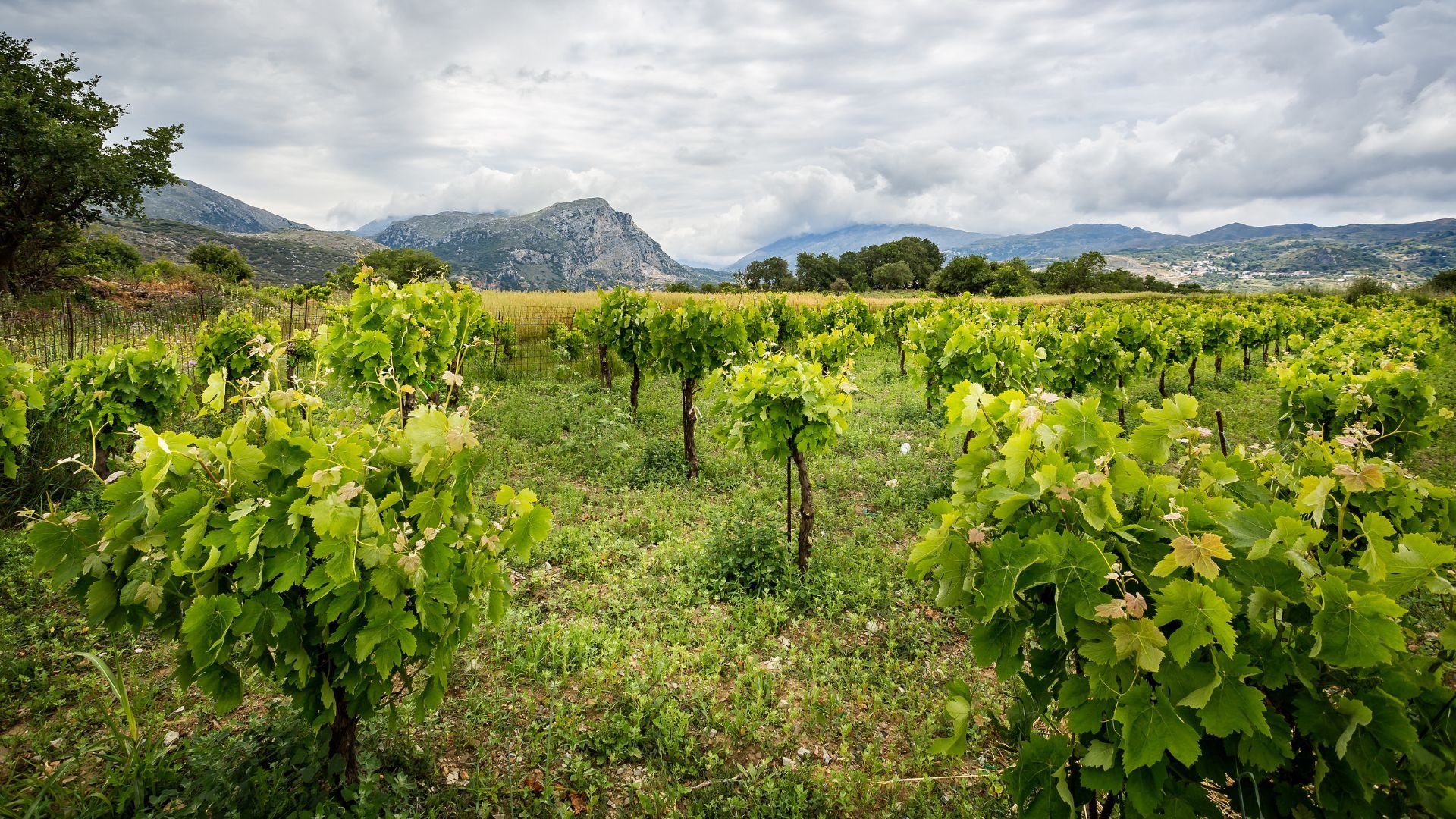 Springtime Vineyard Tours: Exploring Crete's Wineries in Blossom